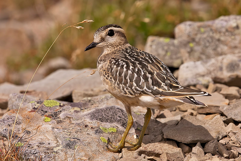 Piviere tortolino (Charadrius morinellus)